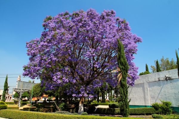 Jacaranda Pruning in Hixson