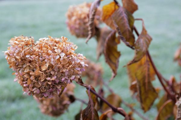Hydrangea Removal in Hixson