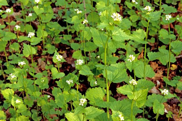 Garlic Mustard Removal in Hixson