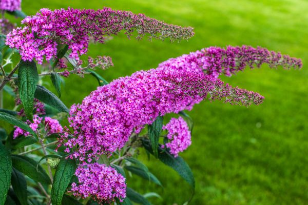 Butterfly Bush Removal in Hixson