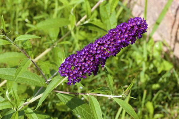 Butterfly Bush Pruning in Hixson