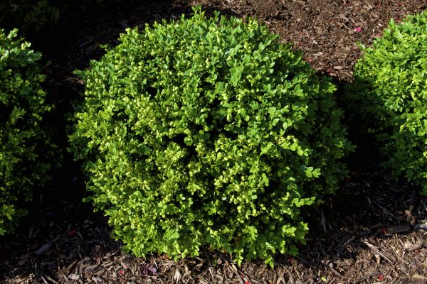 Boxwood Removal in Hixson