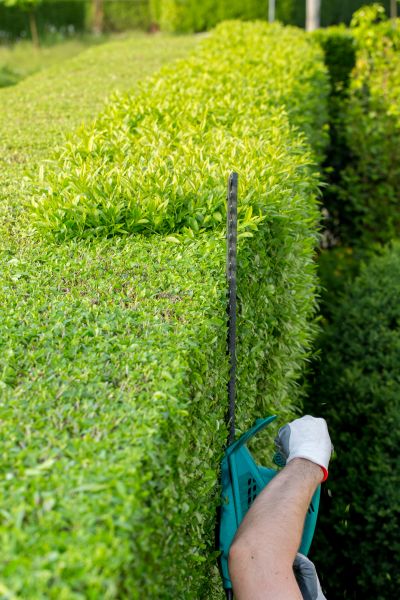 Hedge Trimming in Hixson